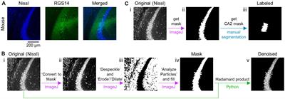 Machine learning-based segmentation of the rodent hippocampal CA2 area from Nissl-stained sections